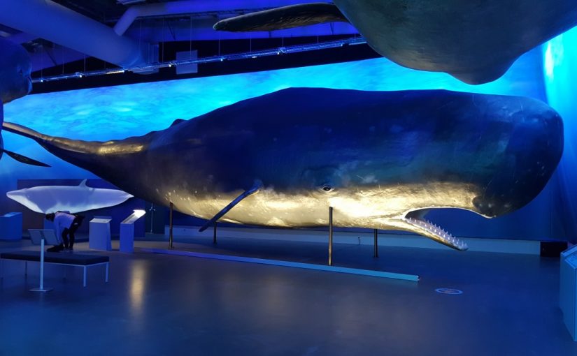Moby Dick