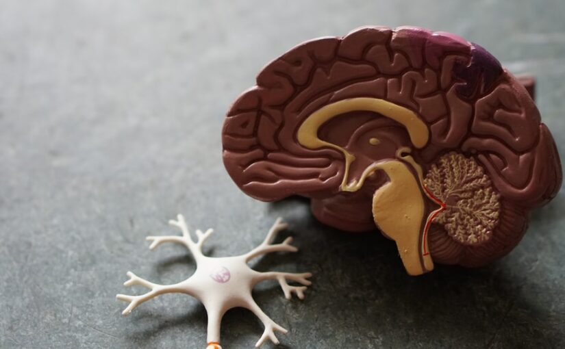 NEUROBIOLOŠKE OSNOVE INTELEKTUALNIH SPOSOBNOSTI